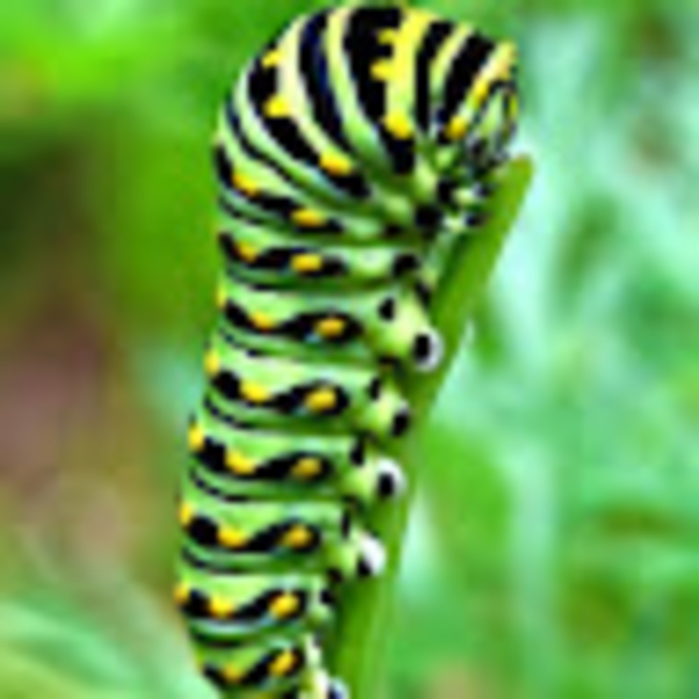 Meet your Posher, Caterpillar